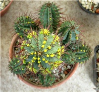 aa91066c-euphorbia  fruticosa .JPG